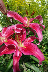 Hybride einer Orientalischen Lilie - Blühende Pflanze im Garten © etfoto
