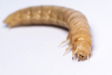 Insect larva after moulting. White larva without the hit carapace. Wood-eater beetle larva. Food insects.