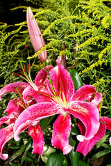 Hybride einer Orientalischen Lilie - Blühende Pflanze im Garten © etfoto