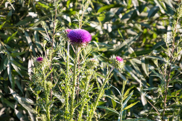 Burdock, agrimony on sunny summer day, background.