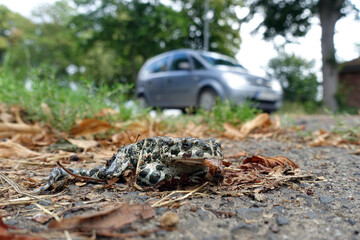 tote Wechselkröte (Bufotes viridis) voller Fliegeneier am Straßenrand