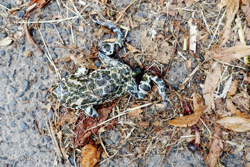 tote Wechselkröte (Bufotes viridis) voller Fliegeneier am Straßenrand