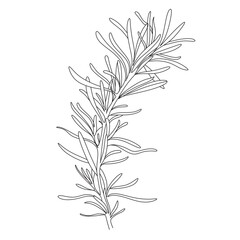 Set of continuous one line drawing of a flowers in a pots. Beautiful flowers isolated on a white background. Vector illustration

