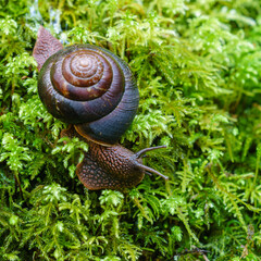 Pacific Sideband Snail (Monadenia fidelis) on moss. Western Oregon