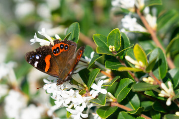 Red admiral butterfly in New Zealand on plant
 - obrazy, fototapety, plakaty