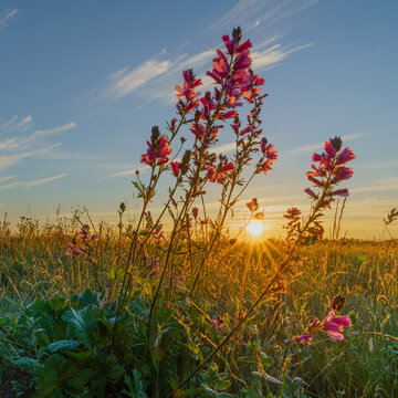 Endangered Nelson's Checkermallow(Sidalcea nelsoniana)..Finley National Wildlife Refuge, Oregon.