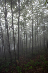 flat tall trees and dramatic fog in forest