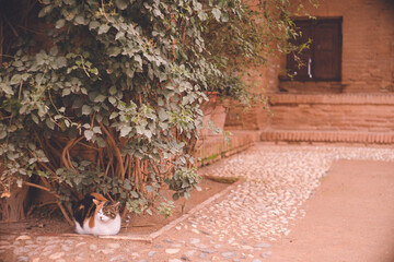 スペイン世界遺産グラナダのアルハンブラ宮殿に住む猫たち