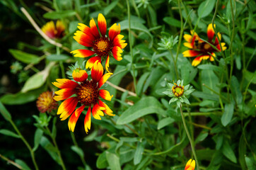 Growing Blanket Flowers in the garden on a sunny summer day.