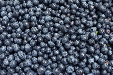 Fresh blueberries. Texture of blueberry berries close up