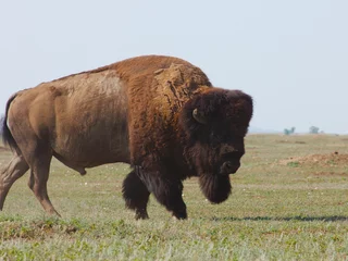 Fototapeten Close up of lone bison © Luke