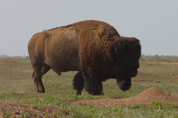 Close up of lone bison