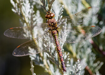 Paddle-tailed Darner
