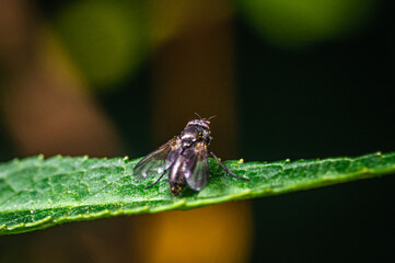 Fly on leaf