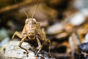 Blue band-winged grasshopper
