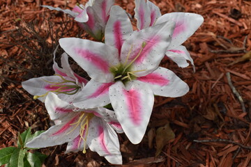 pink lily flower