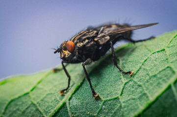 Fly on leaf