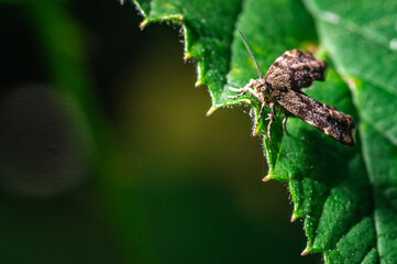 Anthrophila fabriciana