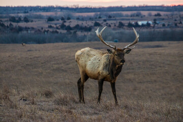 A close up shot of an elk in a field