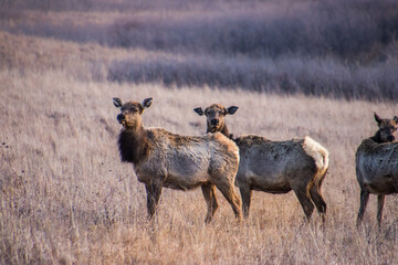 A close up shot of a group of female elk in tall grass on the plains
