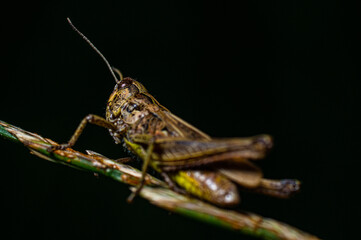 Fototapeta premium Grasshopper Isolated