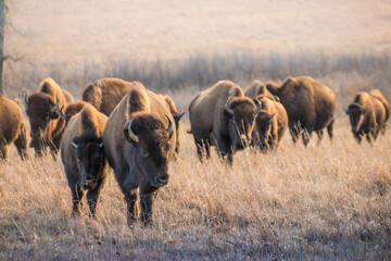 A wide shot of bison or buffalo at sunset