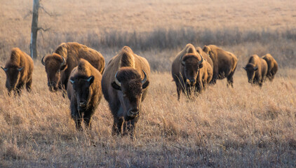 A wide shot of bison or buffalo at sunset