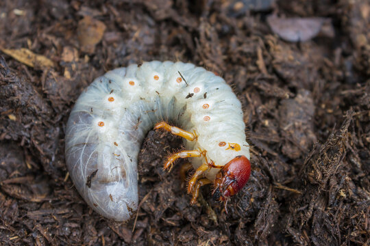 May beetle larva in compost. It is a pest of crops