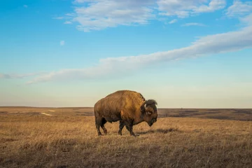 Foto op Plexiglas Buffel A wide shot of bison or buffalo at sunset