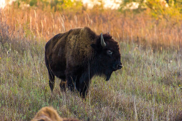 A close up shot of bison or buffalo at sunset