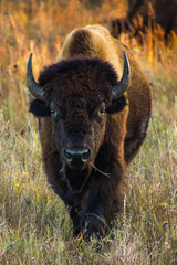 A close up shot of bison or buffalo at sunset
