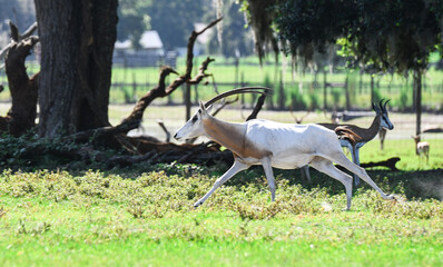 antelope in the forest © Taylor