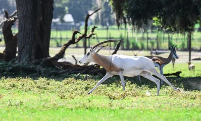 Plexiglas foto achterwand antelope in the forest © Taylor