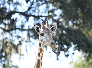 giraffe close up