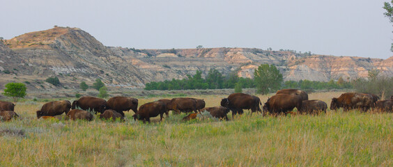 Heard of bison in North Dakota badlands