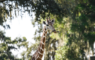 giraffe close up