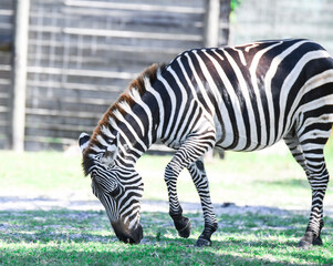 zebra pawing