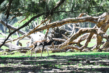 antelope in the woods