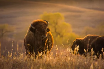 Fotobehang Buffel Een close-up shot van bizons of buffels bij zonsondergang