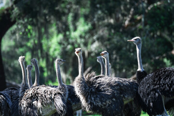 Flock of ostriches 