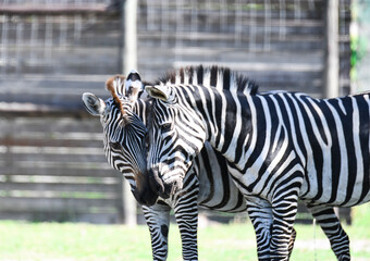 zebras nose to nose