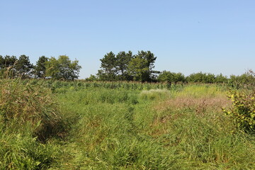 Obraz premium Nature Shots from our Wisconsin farm