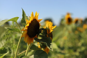 Nature Shots from our Wisconsin farm