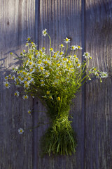 Bouquet of chamomiles on the old wooden background. Vertical photo with medicinal chamomile with light and shadows still life.