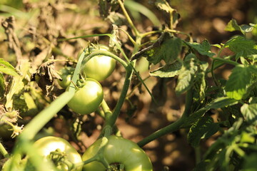 Nature shots from our Wisconsin farm