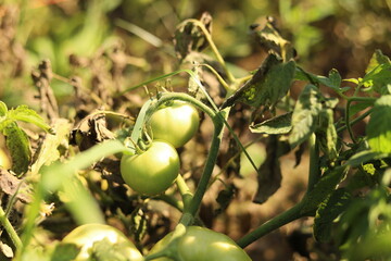 Nature shots from our Wisconsin farm