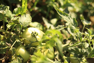 Nature shots from our Wisconsin farm