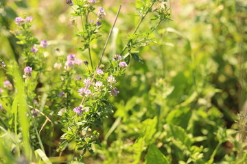 Nature shots from our Wisconsin farm