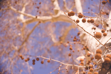 冬のヨーロッパ 丸い木の実のたくさん付いた白い幹の木