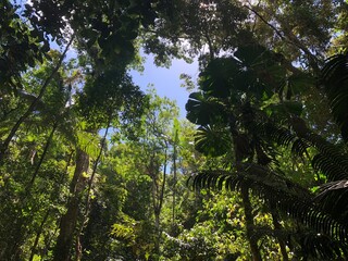 Fototapeta premium Daintree rainforest